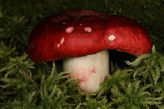 Russula melliolens