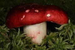 Russula melliolens