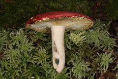 Russula nigrescentipes