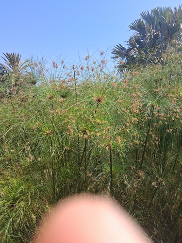 Papyrus sedge