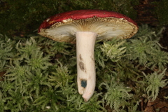 Russula nigrescentipes