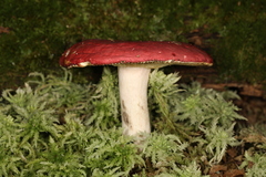 Russula nigrescentipes
