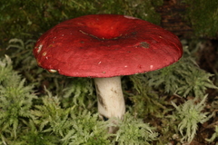 Russula nigrescentipes