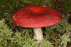 Russula nigrescentipes