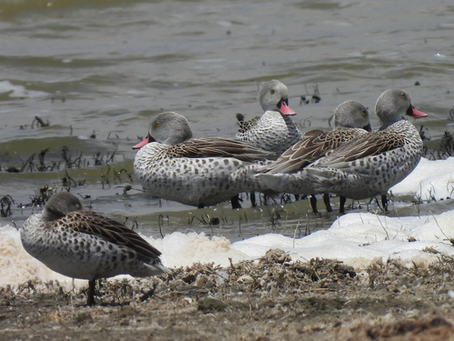 iNaturalist image
