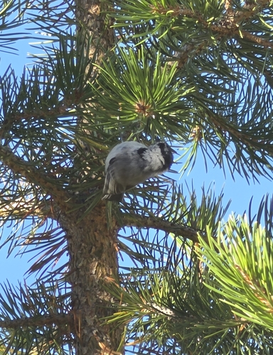 iNaturalist observation photo of Mountain Chickadee