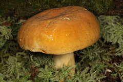 Russula ochroleucoides