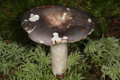 Russula ornaticeps