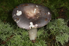 Russula ornaticeps