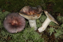Russula ornaticeps