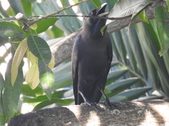 Corvus splendens