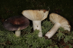 Russula ornaticeps