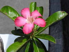 Adenium obesum