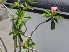 Adenium obesum