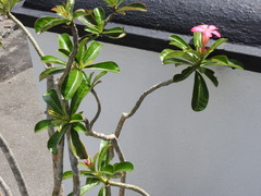 Adenium obesum