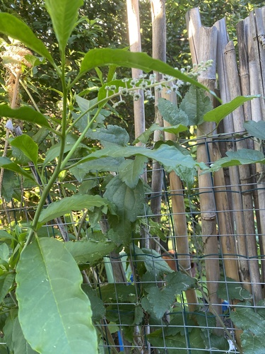 American pokeweed