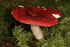 Russula pseudolepida