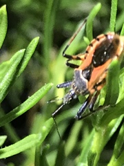 Rhynocoris ventralis