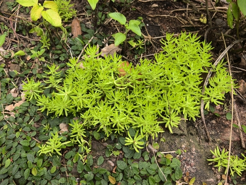 Mexican Stonecrop