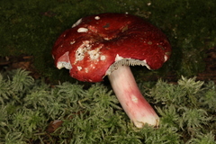 Russula pseudolepida