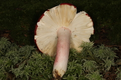 Russula pseudolepida
