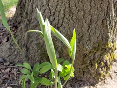 Polygonatum biflorum commutatum