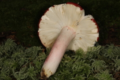 Russula pseudolepida