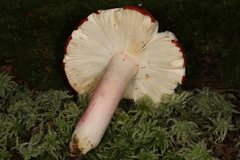 Russula pseudolepida