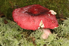 Russula pseudolepida