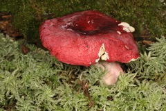 Russula pseudolepida