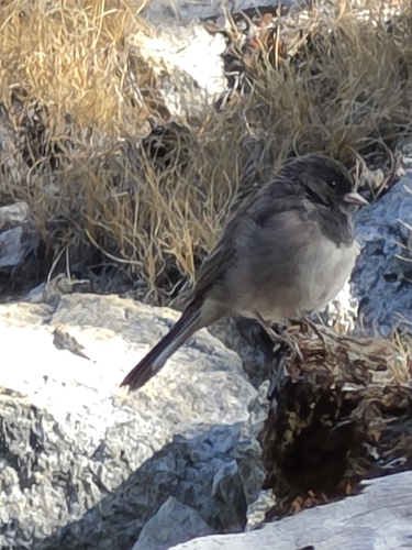 iNaturalist observation photo of Dark-eyed Junco
