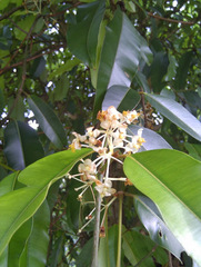 Calophyllum soulattri