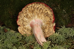 Russula pseudolepida