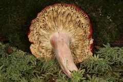 Russula pseudolepida