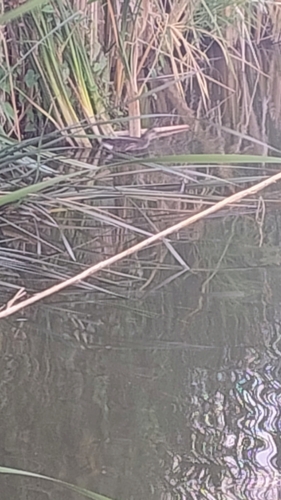 Eurasian Moorhen