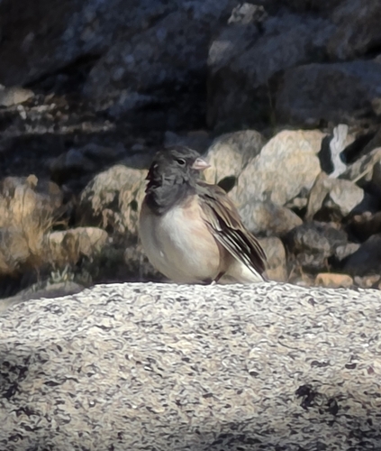 iNaturalist observation photo of Dark-eyed Junco