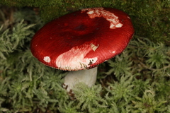 Russula rubescens
