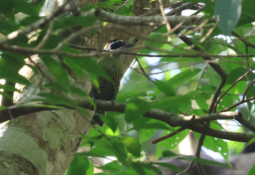 Hairy-breasted Barbet
