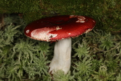 Russula rubescens