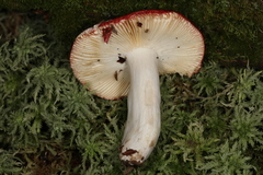 Russula rubescens