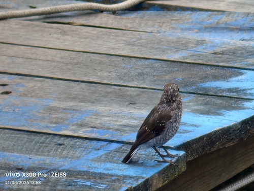 Plumbeous Water Redstart