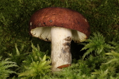 Russula seperina