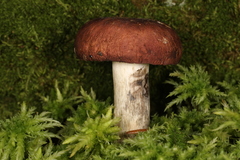 Russula seperina