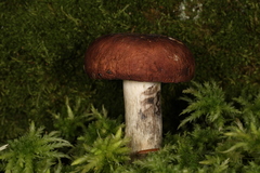 Russula seperina