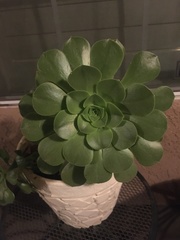 Aeonium arboreum