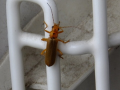 Lycocerus vitellinus