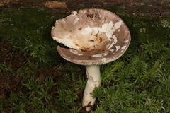 Russula simulans