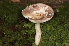 Russula simulans