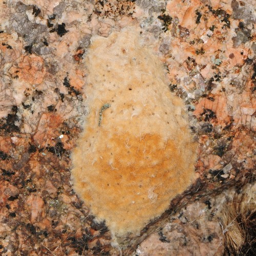 Spongy Moth, photo 7 of 10