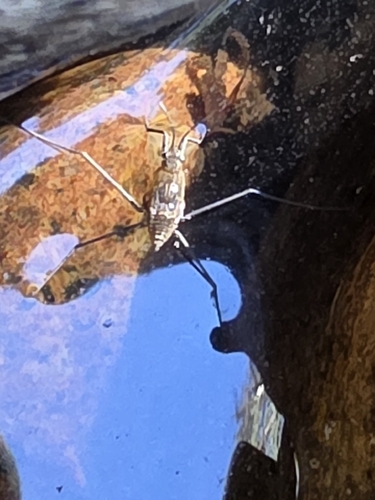 iNaturalist observation photo of North American Common Water Strider